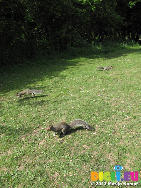 SX26886 Squirrels